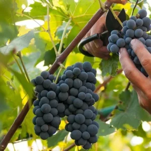 Fredonia Black/Blue Grape Living Plant - Rooted Starter - Zones 5 to 8 - Edible Vine