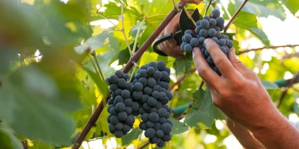Fredonia Black/Blue Grape Living Plant - Rooted Starter - Zones 5 to 8 - Edible Vine