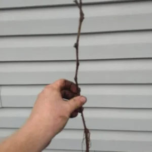 Fredonia Black/Blue Grape Living Plant - Rooted Starter - Zones 5 to 8 - Edible Vine