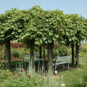 Fredonia Black/Blue Grape Living Plant - Rooted Starter - Zones 5 to 8 - Edible Vine