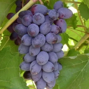 Fredonia Black/Blue Grape Living Plant - Rooted Starter - Zones 5 to 8 - Edible Vine