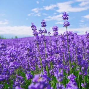 French Provence Lavender Plant 4 Inch Pot Lavandula Herb