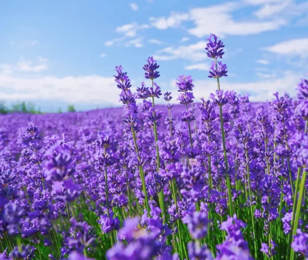 French Provence Lavender Plant 4 Inch Pot Lavandula Herb