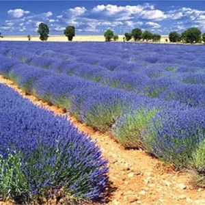 French Provence Lavender Plant 4 Inch Pot Lavandula Herb