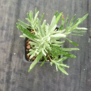 French Provence Lavender Plant 4 Inch Pot Lavandula Herb