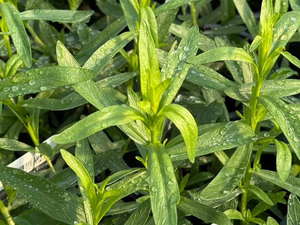 French Tarragon