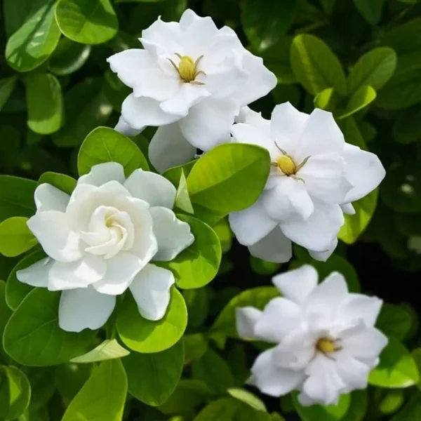 Frostproof Jasmine Plant Live Arabian Jasmine - 4 to 6 Inch Tall - Fragrant Blooms
