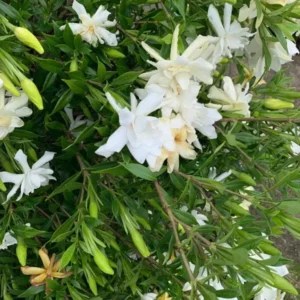 Frostproof Jasmine Plant Live Arabian Jasmine - 4 to 6 Inch Tall - Fragrant Blooms