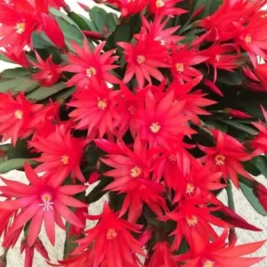 Red Easter Cactus Plant Live - Spring Cactus Rhipsalidopsis - 4 to 6 Inch Tall