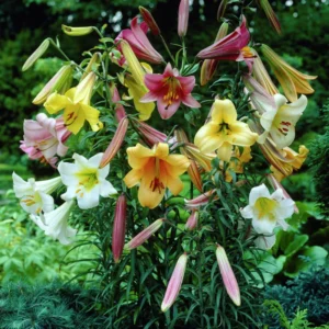 Giant Trumpet Lily Bulb Mix - You Choose Amount - Fragrant Garden Lilies