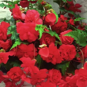 3 Double Red Begonias Camelia Style Bareroot - Red Flowers