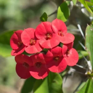 1 Pot Red Crown of Thorns Plant, 3-6 Inch Tall, House Plant Live Gardening Planting