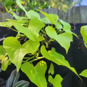 1 Pot Sweet Potato Vine Green Plant Live for Planting, 3-6 Inch Tall, Live Trailing Foliage Plant, Fast-Growing Ornamental Vine for Hanging Baskets, Patio Containers & Garden Borders