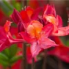 Gallipoli Red Rhododendron Plant - 1-3 Year Old Azalea in Gallon Pot
