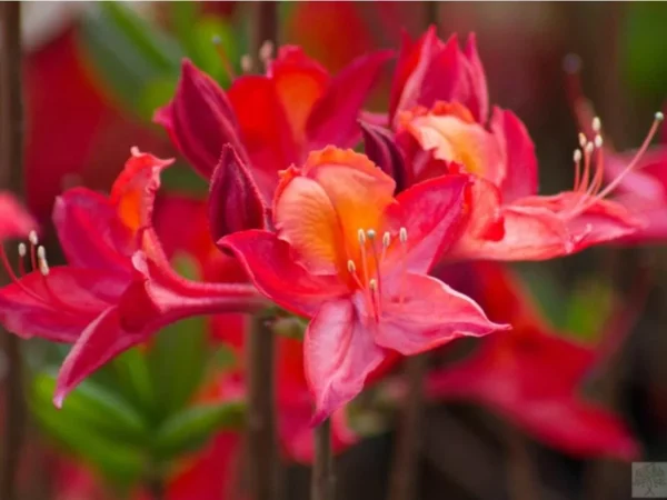 Gallipoli Red Rhododendron Plant - 1-3 Year Old Azalea in Gallon Pot