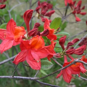 Gallipoli Red Rhododendron Plant - 1-3 Year Old Azalea in Gallon Pot