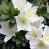 Gardenia Azalea Rhododendron Plant - Bright White Flowers - 1-3 Year Old - Gallon Pot