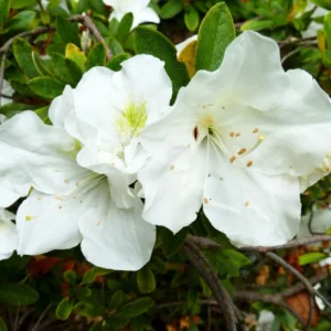 Gardenia Azalea Rhododendron Plant - Bright White Flowers - 1-3 Year Old - Gallon Pot