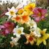 Giant Trumpet Lily Bulb Mix - You Choose Amount - Fragrant Garden Lilies