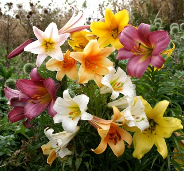 Giant Trumpet Lily Bulb Mix - You Choose Amount - Fragrant Garden Lilies