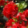 Girard's Hot Shot Rhododendron Plant - Red Flowers, Gallon Pot, 1-3 Year Old Azalea