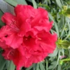 Grace Seabrook Rhododendron Plant - Red Flowers, Gallon Pot, 1-3 Year Old Rhododendron