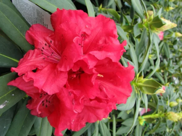 Grace Seabrook Rhododendron Plant - Red Flowers, Gallon Pot, 1-3 Year Old Rhododendron