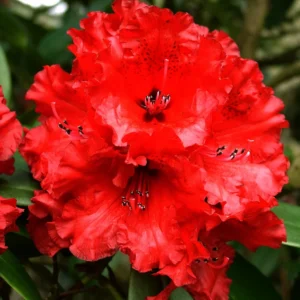 Grace Seabrook Rhododendron Plant - Red Flowers, Gallon Pot, 1-3 Year Old Rhododendron