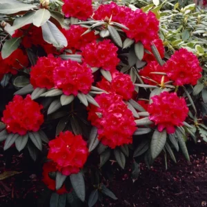 Grace Seabrook Rhododendron Plant - Red Flowers, Gallon Pot, 1-3 Year Old Rhododendron