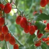 Grape Tomato Live Plant 6 to 12 Inch - Organically Grown
