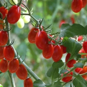 Grape Tomato Live Plant 6 to 12 Inch - Organically Grown