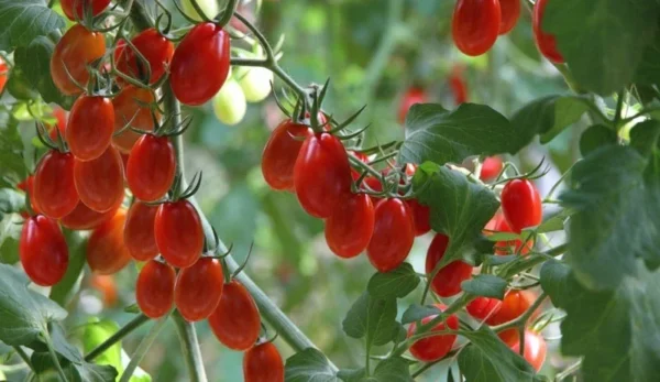 Grape Tomato Live Plant 6 to 12 Inch - Organically Grown