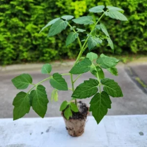 Grape Tomato Live Plant 6 to 12 Inch - Organically Grown