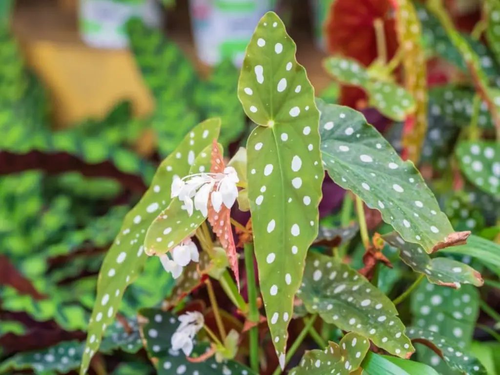 Growing White Angel Wing Begonia