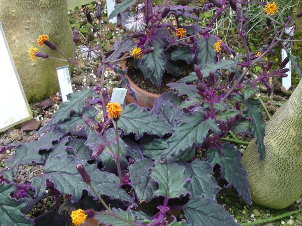 Purple Passion Plant (Gynura aurantiaca) blooming with small orange flowers, indicating the end of its life cycle.