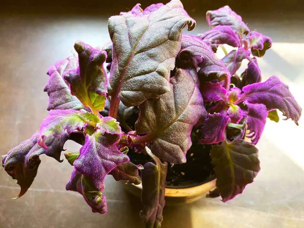 Close-up of a healthy Purple Passion Plant (Gynura aurantiaca) with rich purple leaves in a pot.