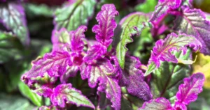 A lush collection of Purple Passion Plants showcasing their beautiful velvety purple foliage. These plants thrive in bright, indirect sunlight.
