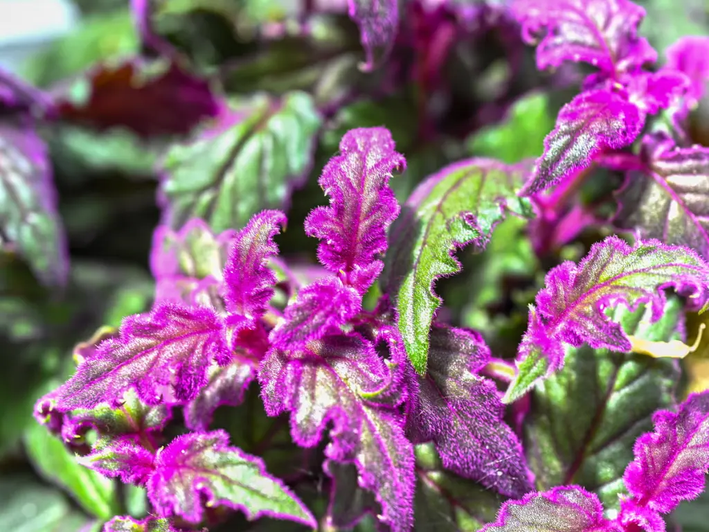 Close-up shot of the vibrant purple leaves of Gynura aurantiaca with a fuzzy, velvety texture.