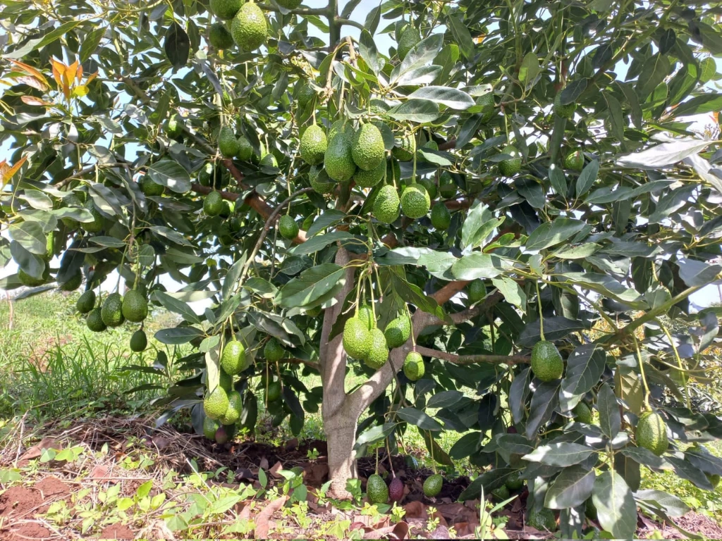 HASS Avocado Tree