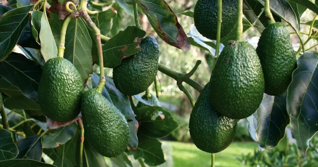 HASS avocado fruits on branch