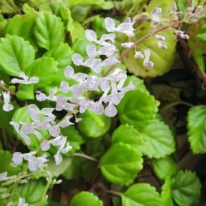 1 Pot with 2 Green Swedish Ivy Plant Plants Live for Planting, 3-6 Inch Tall, Plectranthus Swedish Ivy Herb Live Starter Plants, Swedish Ivy Mint Plant Hanging Basket Houseplant