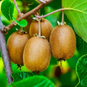 Hardy Kiwi Plants - Ananasnaya & Male Pollinator - 4 Inch Cups - Fruit Vines