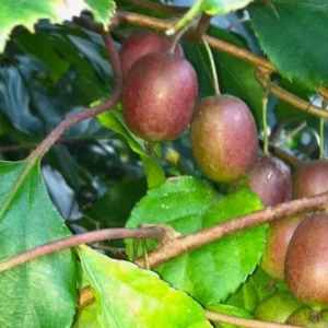 Hardy Kiwi Plants - Ananasnaya & Male Pollinator - 4 Inch Cups - Fruit Vines