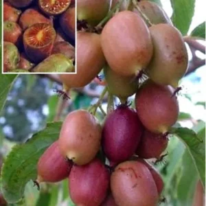 Hardy Kiwi Plants - Ananasnaya & Male Pollinator - 4 Inch Cups - Fruit Vines