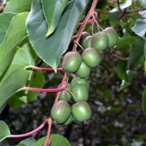 Hardy Kiwi Plants - Ananasnaya & Male Pollinator - 4 Inch Cups - Fruit Vines