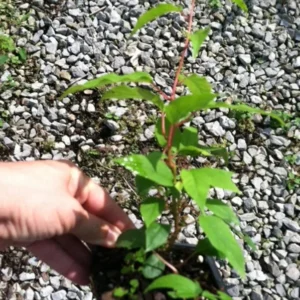 Hardy Kiwi Plants - Ananasnaya & Male Pollinator - 4 Inch Cups - Fruit Vines