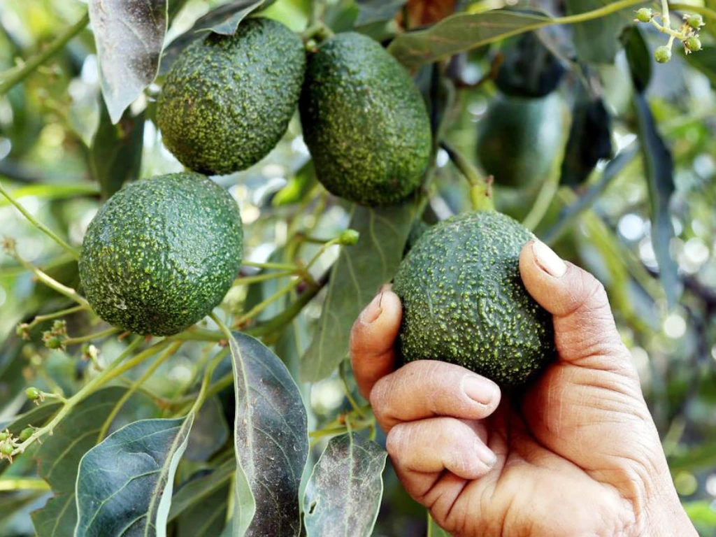 Harvesting Hass avocado