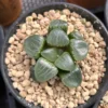 Haworthia Correcta Niagara Grape - 2.5'' Live Succulent, Rare Korean Cluster Plant