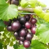 Heirloom Muscadine Grape Vine Live Plant - 2 Year Old Rotundifolia Vitis - Fruit Bearing