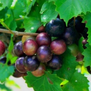 Heirloom Muscadine Grape Vine Live Plant - 2 Year Old Rotundifolia Vitis - Fruit Bearing